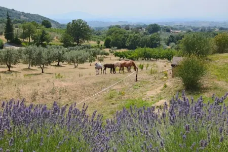Lavanda, Ferme à Casperia avec piscine et vue - Photo 32