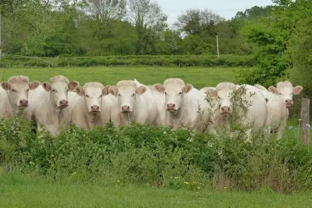 Maison de vacances - BRAIZE, Ferme luxueuse à Braize - Photo 18