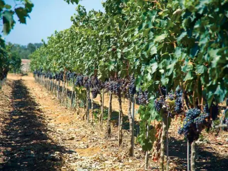 Camping La Masseria, Maison 5 personnes à Gallipoli - Photo 35