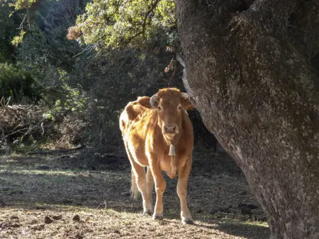 Stazzu lu Bulioni, Gite 8 personnes à Arzachena - Photo 58