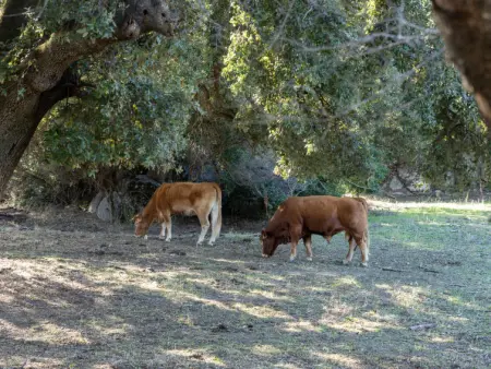 Stazzu lu Bulioni, Gite 8 personnes à Arzachena - Photo 59