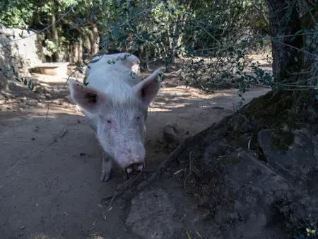 Stazzu lu Bulioni, Gite 8 personnes à Arzachena - Photo 62