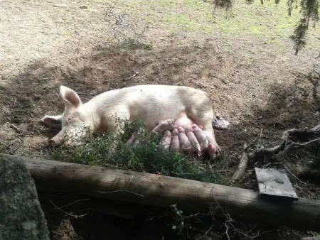 Stazzu lu Bulioni, Gite 8 personnes à Arzachena - Photo 63