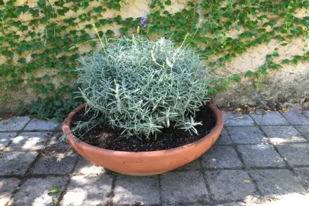 Au coeur du Languedoc, Ancien chai avec terrasse et jardin - Photo 27
