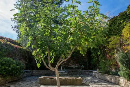 Au coeur du Languedoc, Ancien chai avec terrasse et jardin - Photo 33