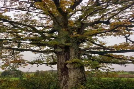La Pierraille, Refuge paisible dans un jardin - Photo 20