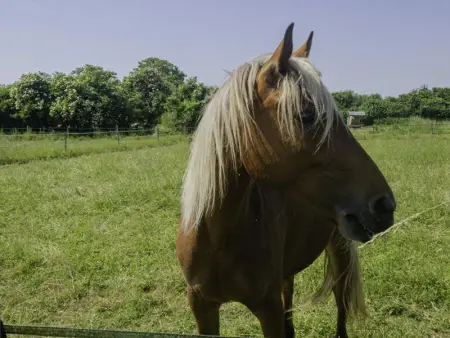 Charmant gîte avec terrasse, proche centre Troyes, animaux acceptés, équipements complets. - Photo 27