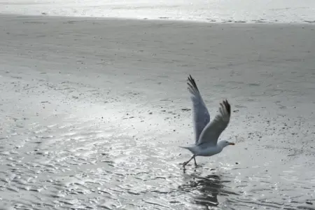 Meidoorn 2-1G, Appartement 6 personnes à Koksijde - Photo 24