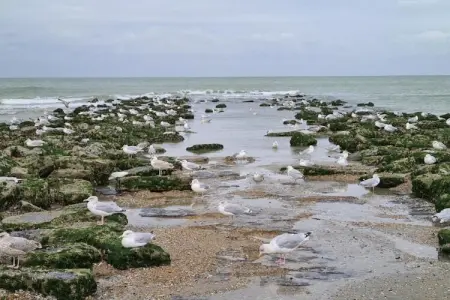 Meidoorn 2-1G, Appartement 6 personnes à Koksijde - Photo 25