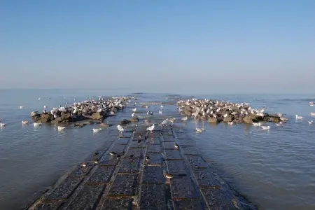 Meidoorn 2-1G, Appartement 6 personnes à Koksijde - Photo 38