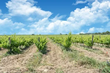 LA BOUSCADE MASTER HOUSE, Maison 7 personnes à Puisserguier - Photo 21