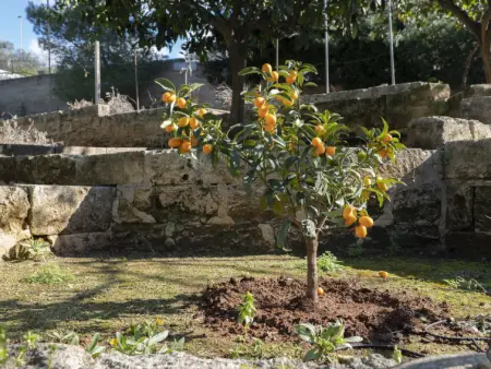 Lu Mare, Appartement 4 personnes à Torre Vado - Photo 6