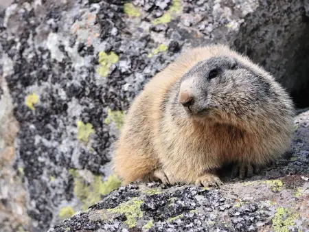 Appartement cosy près des pistes avec balcon et parking - Photo 10