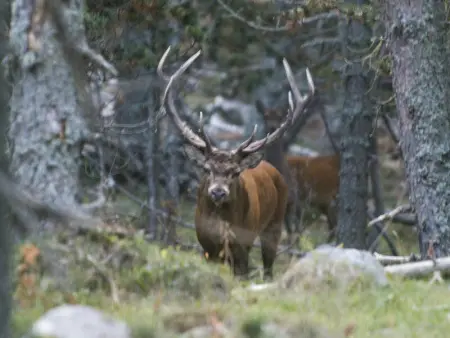 Appartement cosy près des pistes avec balcon et parking - Photo 11