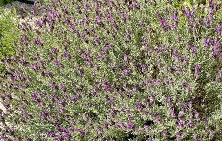 Residence Du Cedre, Maison 10 personnes à Saint Rémy De Provence - Photo 15