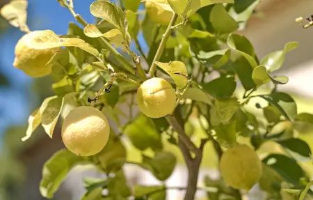 Residence Du Cedre, Maison 10 personnes à Saint Rémy De Provence - Photo 16