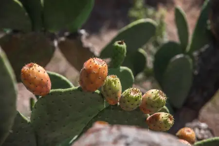 Luxury Trullo Termetrio in Cisternino, Maison 6 personnes à Cisternino - Photo 26