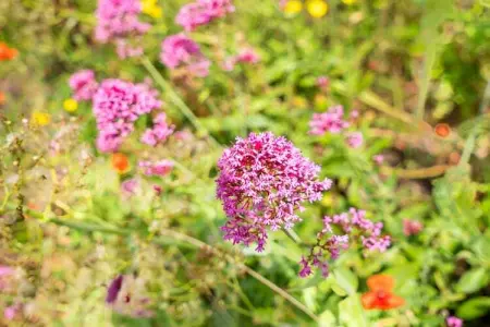 Rempaulchrist - 0001, Appartement 6 personnes à Sint Idesbald - Photo 33