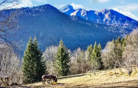 Les Vuargnes, Maison 12 personnes à Chatel - Photo 38