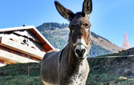 Les Vuargnes, Maison 12 personnes à Chatel - Photo 39
