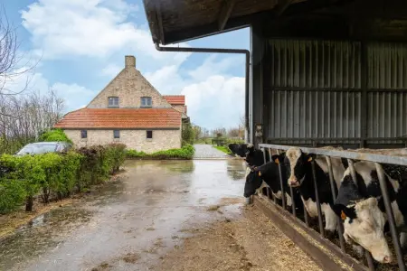 Hof ter Blote, Villa 10 personnes à Diksmuide - Photo 37