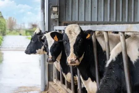 Hof ter Blote II, Villa 4 personnes à Diksmuide - Photo 36