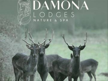 Location Chalet à Vairé,Damona Lodges - Lodge 2 chambres et Spa - Rustique 1008057 N°996429