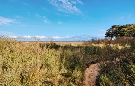 Location Maison 6 personnes à Lège Cap Ferret - Photo 15