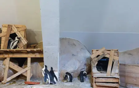 Location Appartement 5 personnes à Cucq - Photo 19