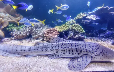 Location Appartement 5 personnes à Cucq - Photo 20