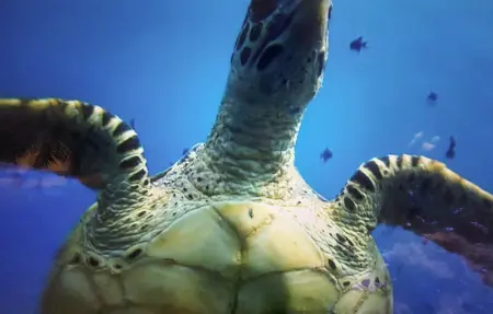 Location Appartement 5 personnes à Cucq - Photo 21