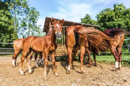 477826, Maison 4 personnes à Pumenengo - Photo 19