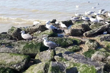 Delphine CD - 103, Appartement 7 personnes à Koksijde - Photo 31