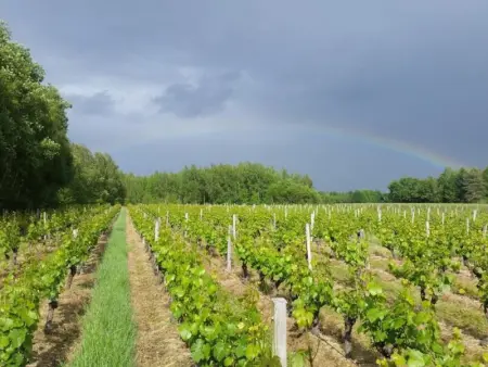Charmant Gîte Familial au Cœur des Vignes à Meusnes - Photo 12