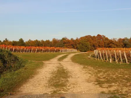 Charmant Gîte Familial au Cœur des Vignes à Meusnes - Photo 13