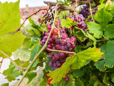 Gîte 4 chambres avec piscine couverte et jardin proche des châteaux de la Loire - Photo 4