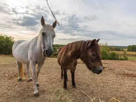 Gîte 4 chambres avec piscine couverte et jardin proche des châteaux de la Loire - Photo 20