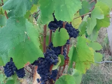 Gîte de charme proche du ZooParc de Beauval - 2 terrasses, jardin, cheminée, clim, parking gratuit - Photo 22