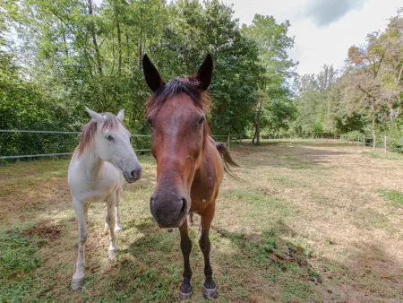 Gîte familial tout confort avec jardin, vélos, et proche châteaux et Zoo de Beauval. - Photo 19