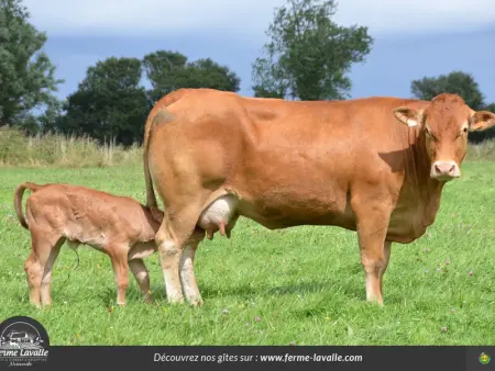 Maison mitoyenne avec jardin privé, près de Utah Beach, 1 chambre, animaux acceptés, équipements inclus. - Photo 30
