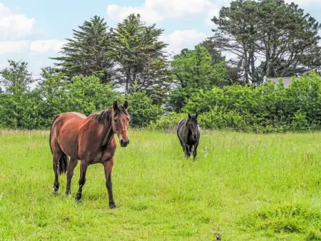 Belle Vue Mer, Appartement 4 personnes à Tregunc - Photo 29