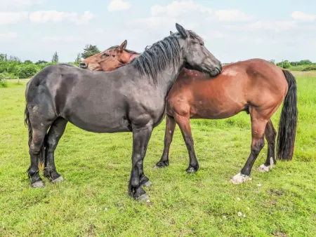 Belle Vue Mer, Appartement 4 personnes à Tregunc - Photo 30