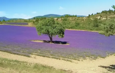 Location Maison 4 personnes à Villes sur Auzon - Photo 23