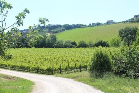 Vino, Appartement 4 personnes à Fermo - Photo 24