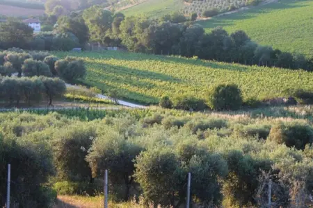 Vino, Appartement 4 personnes à Fermo - Photo 26