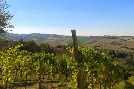 Vino, Appartement 4 personnes à Fermo - Photo 28