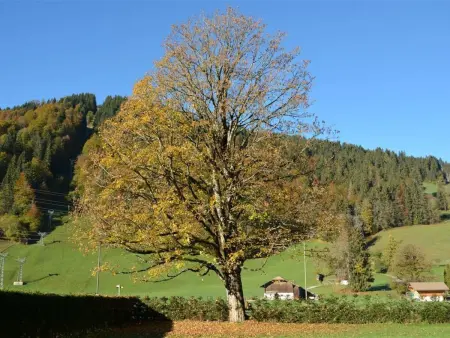 Oberland Nr. 19, Appartement 6 personnes à Gstaad - Photo 3
