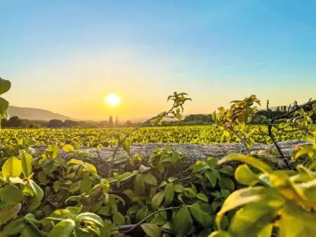 Villa Montagne, Gite 13 personnes à Oppede - Photo 36