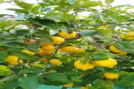 Camping del Mar BUNGALOW MEDITERRANI, Bungalow 4 personnes à Barcelona - Photo 23