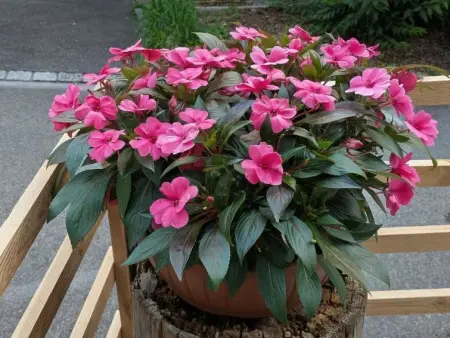 Arlinn Apartment, Appartement 4 personnes à Frutigen - Photo 6